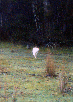 WHITEWALLABY2