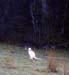 WHITEWALLABY
