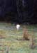 WHITEWALLABY2