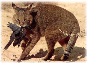 Click here for more details on the Jungle Cat