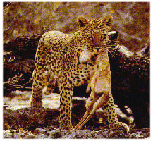 Click here for more details on the Leopard