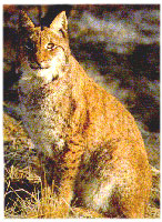 Click here for more details on the Lynx