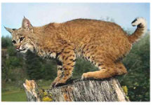 Lynx photo by D. L. Pietryka - www.blitzworld.com