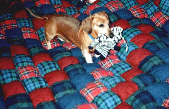Brutus with his favorite glove.