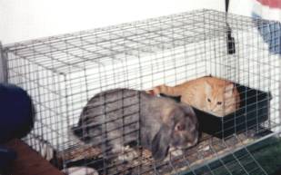 T.C. in Mr. Nibbles's bed.
