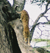 Leopard coming down tree