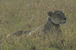 Lone Lionness