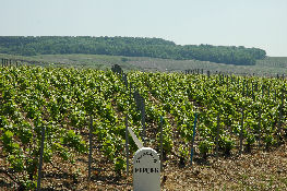 Mercier vines