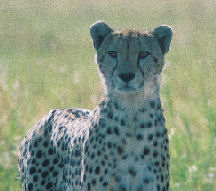 Cheetah