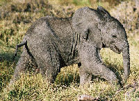 Dumbo