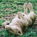 Lion rolling in grass