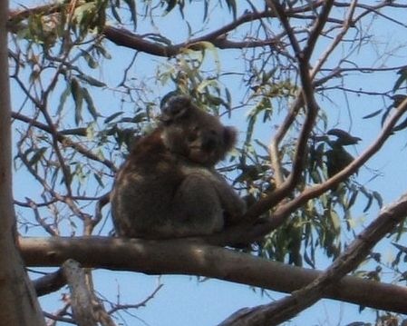 Koalla in gum tree