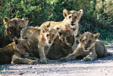 Several lion cubs in road