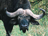 Mean buffalo