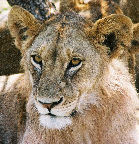 Adolescent male lion