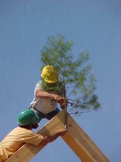 Andy attaches the pine bough