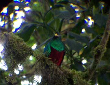 Click here for more info on the Quetzal