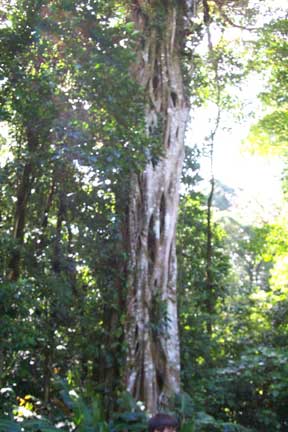 Click here for more info on Strangler Fig Trees
