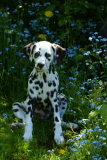 Dalmatian Schae
