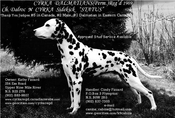 Dalmatian Top Dalmatian Canada 2003