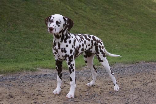 Dalmatian Schae