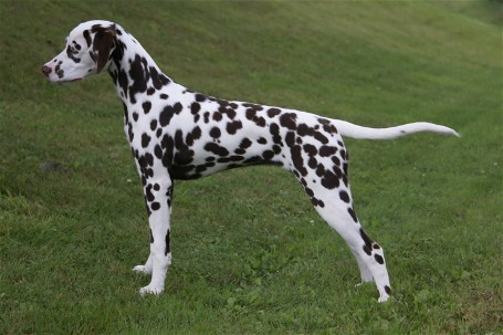 Dalmatian Schae