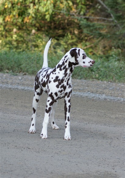 Dalmatian Schae Sept 27