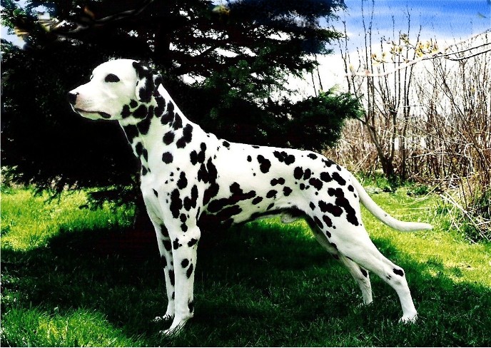 Dalmatian Cyrka Top 2003 Canada