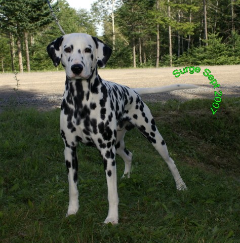Dalmatian
