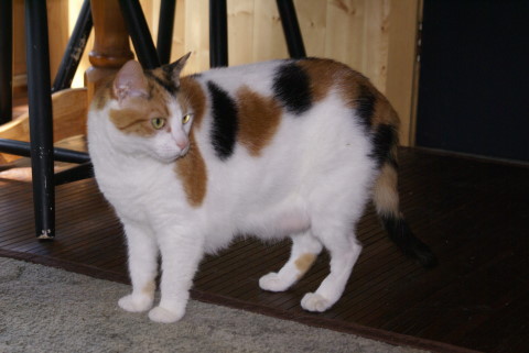 Dalmatian Cat