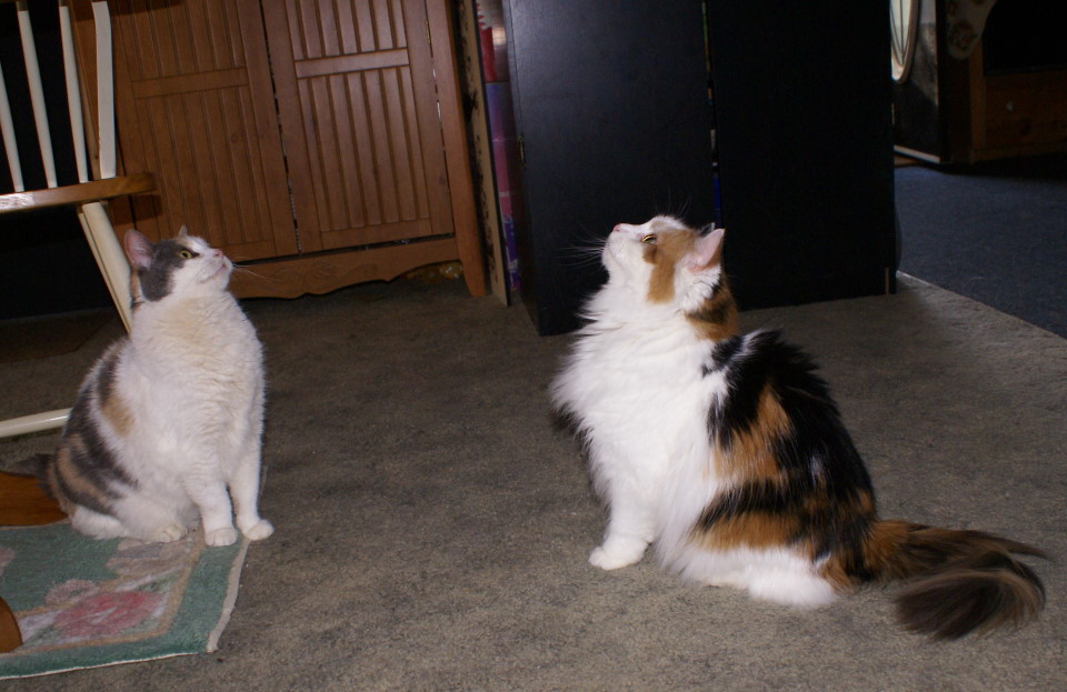 Teaka & Tiara