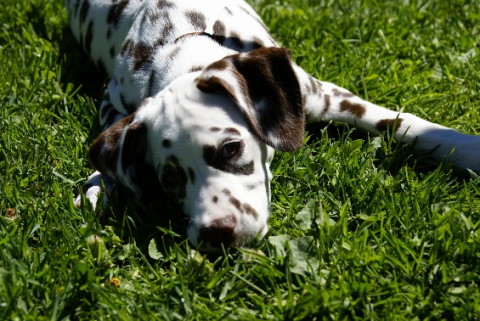 Dalmatian Schae May 2007