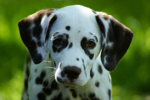 dalmatian Schae may 2007