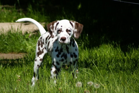 dalmatian Schae May 2007