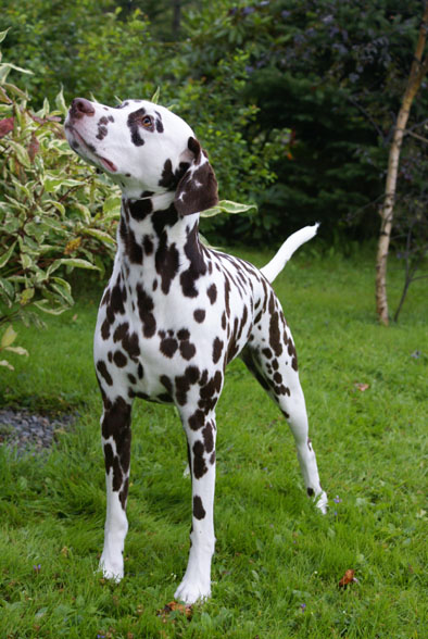 schae
