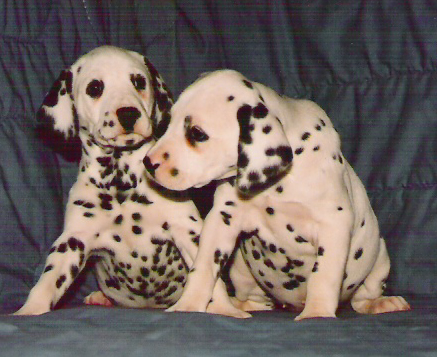 puppys