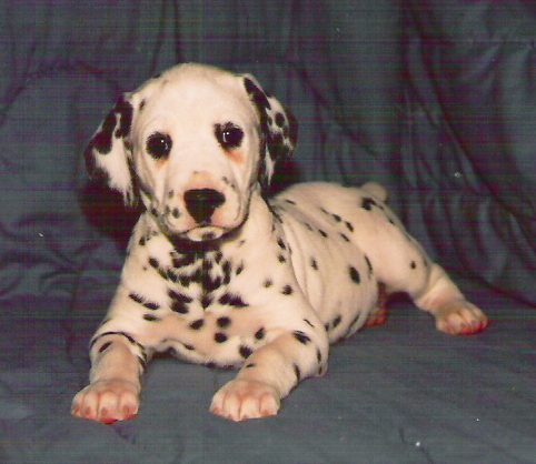 pup