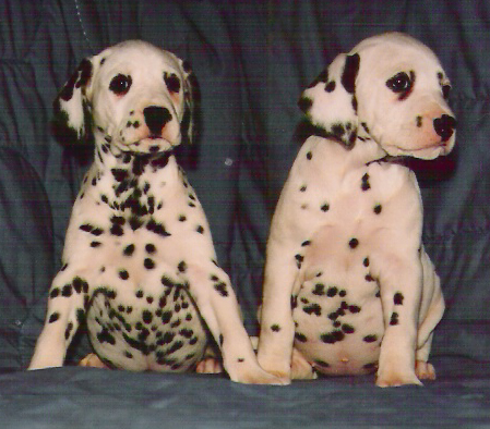puppies