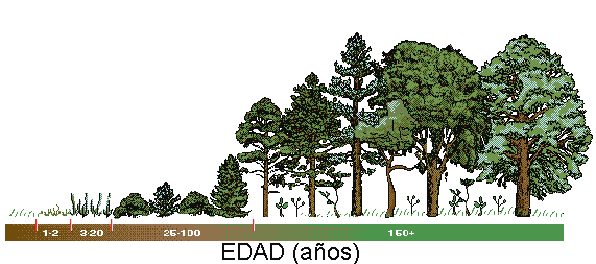 bosque.gif (18915 bytes)