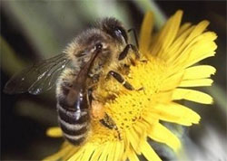 abeja