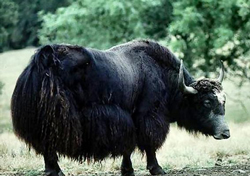 aplicacin de los PCM pretende mejorar las condiciones de vida de los pastores de yaks en lugares fros