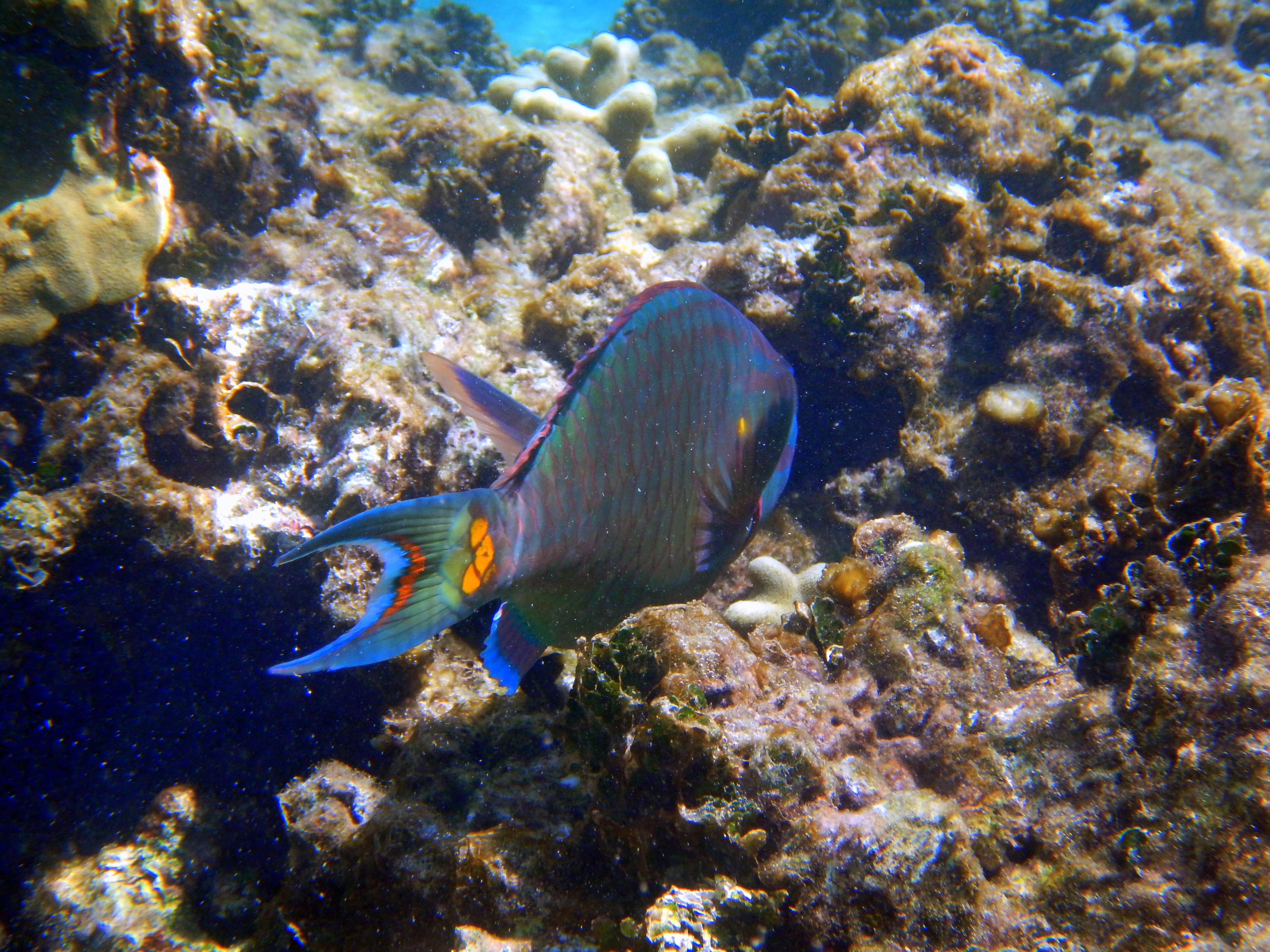 Fish
