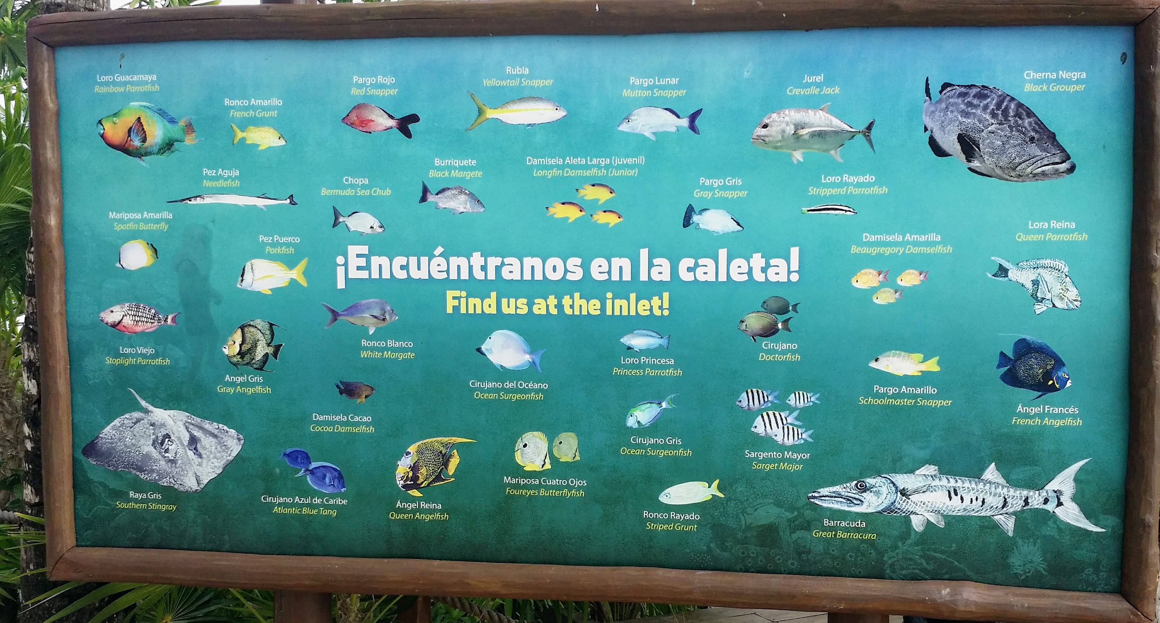 Xel-Ha Fish