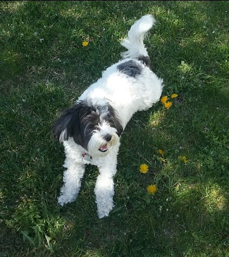 Cora