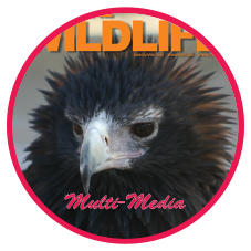 multimedia
