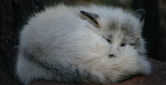 sleeping fox