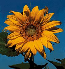 Click for more about sunflowers