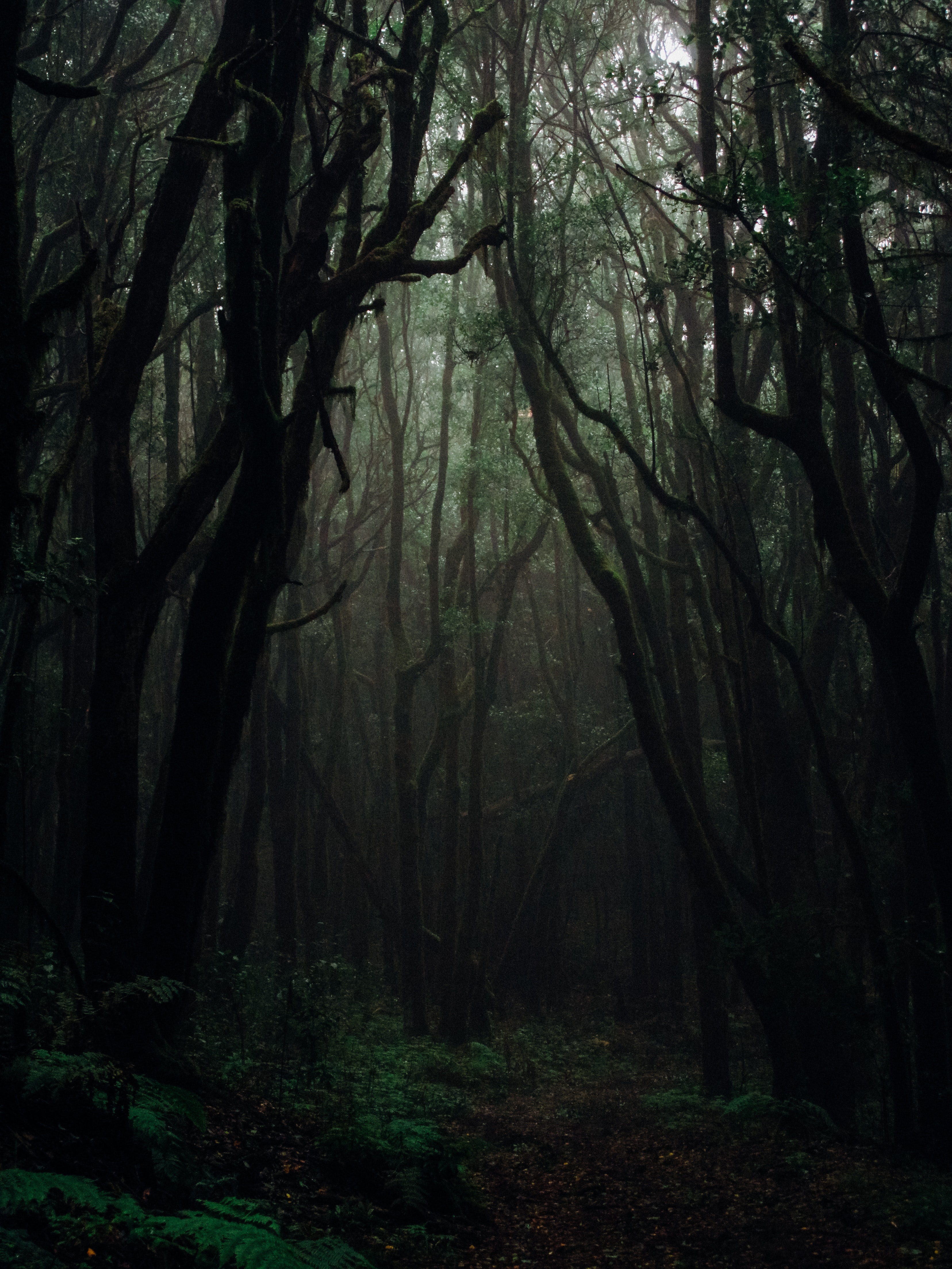 Forest