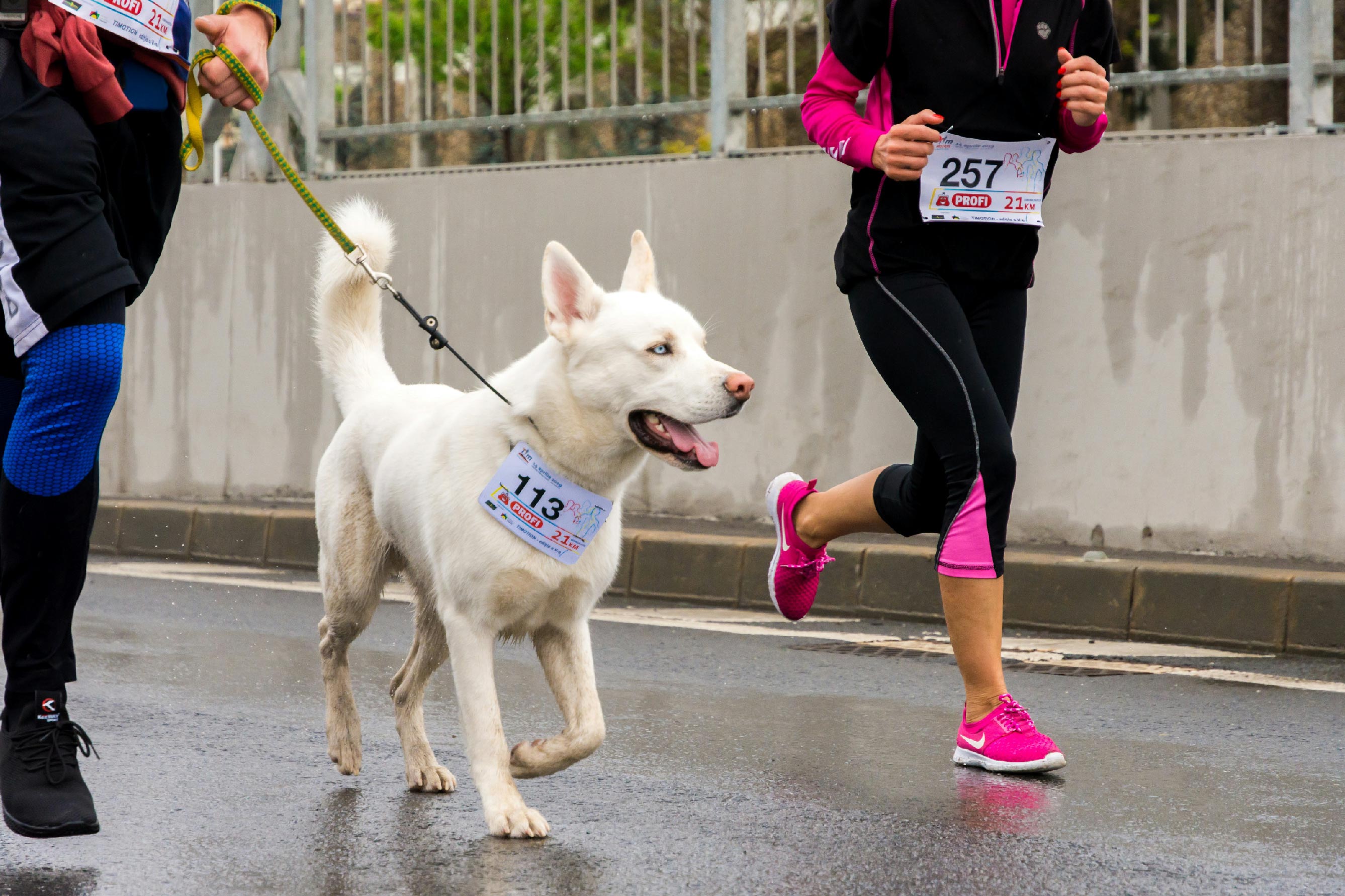 dog running