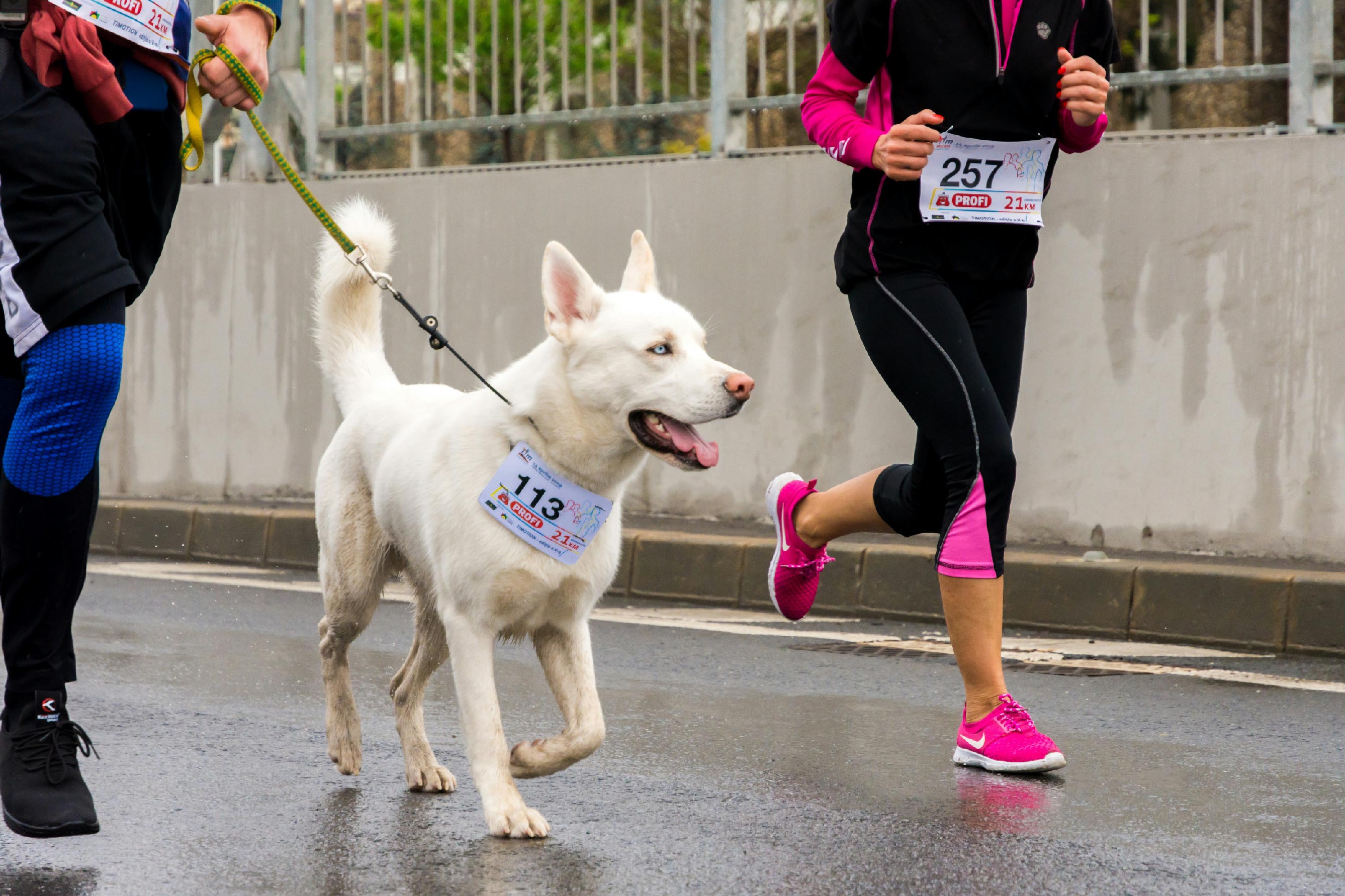 image of dog running a race on a leash with race bib and two runners
